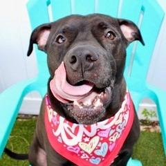 Enlarge Miller, a Adoptable Mixed Breed in Clearwater, FL image 2/4