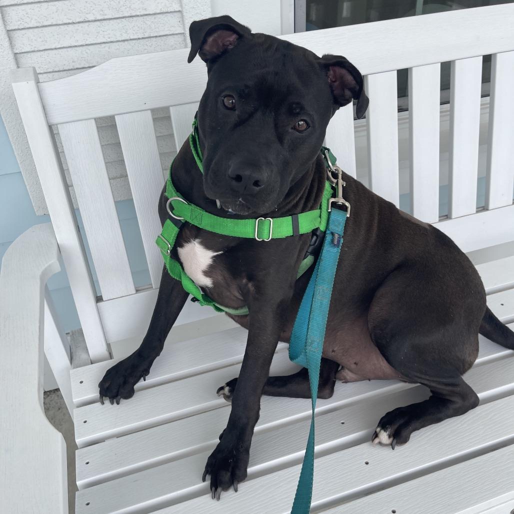 Enlarge Miller, a Adoptable Mixed Breed in Clearwater, FL image 3/4