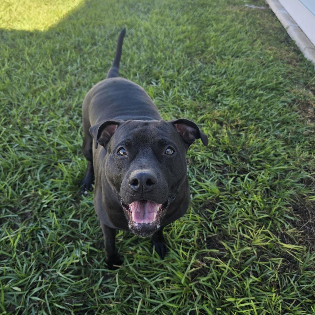 Enlarge Miller, a Adoptable Mixed Breed in Clearwater, FL image 4/4