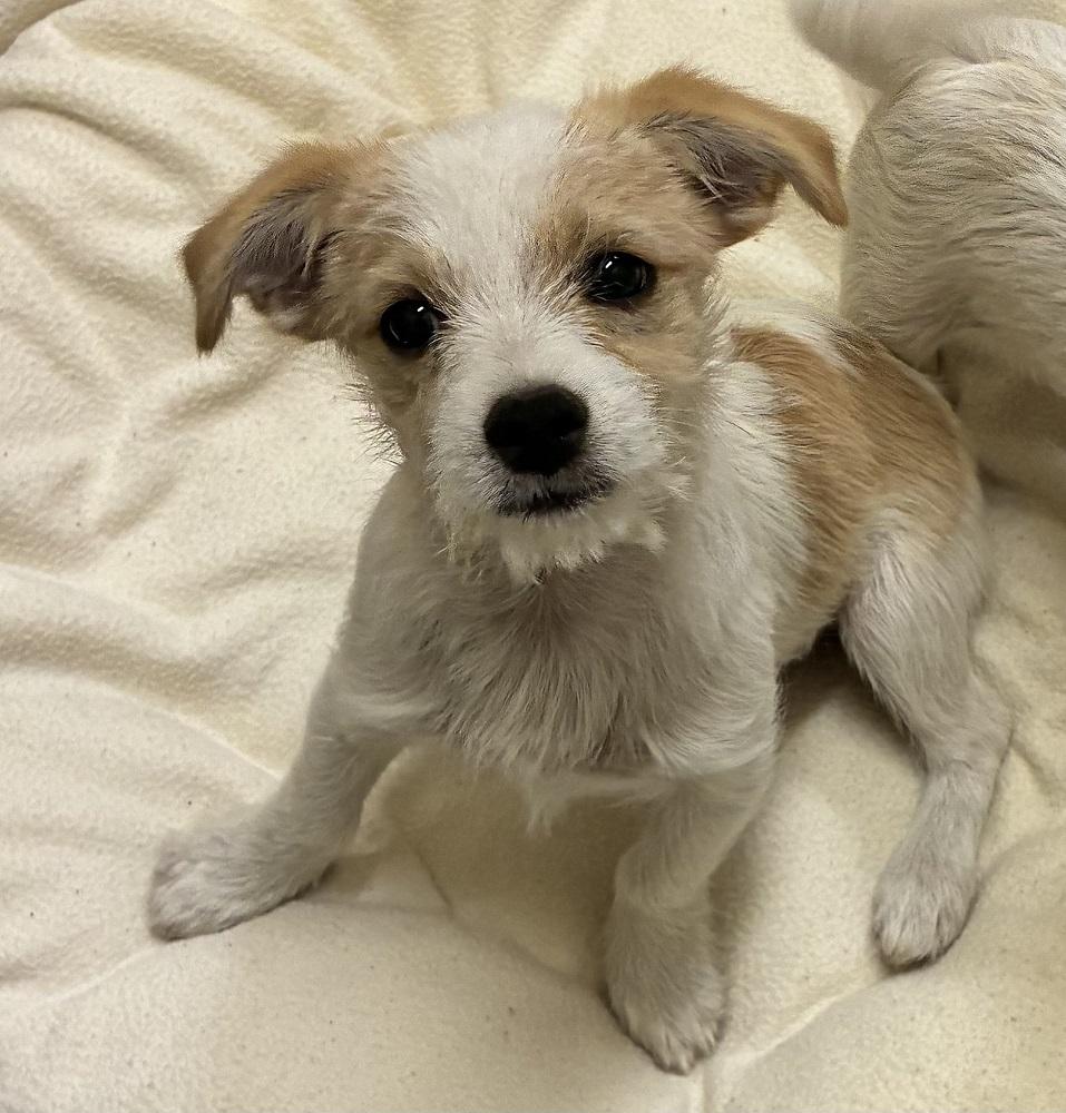 Rex, an adopted mixed breed in Mason City, IA image 1/2