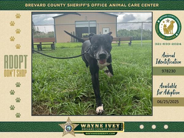 Enlarge Rascal, a Adoptable mixed breed in Melbourne, FL image 1/3