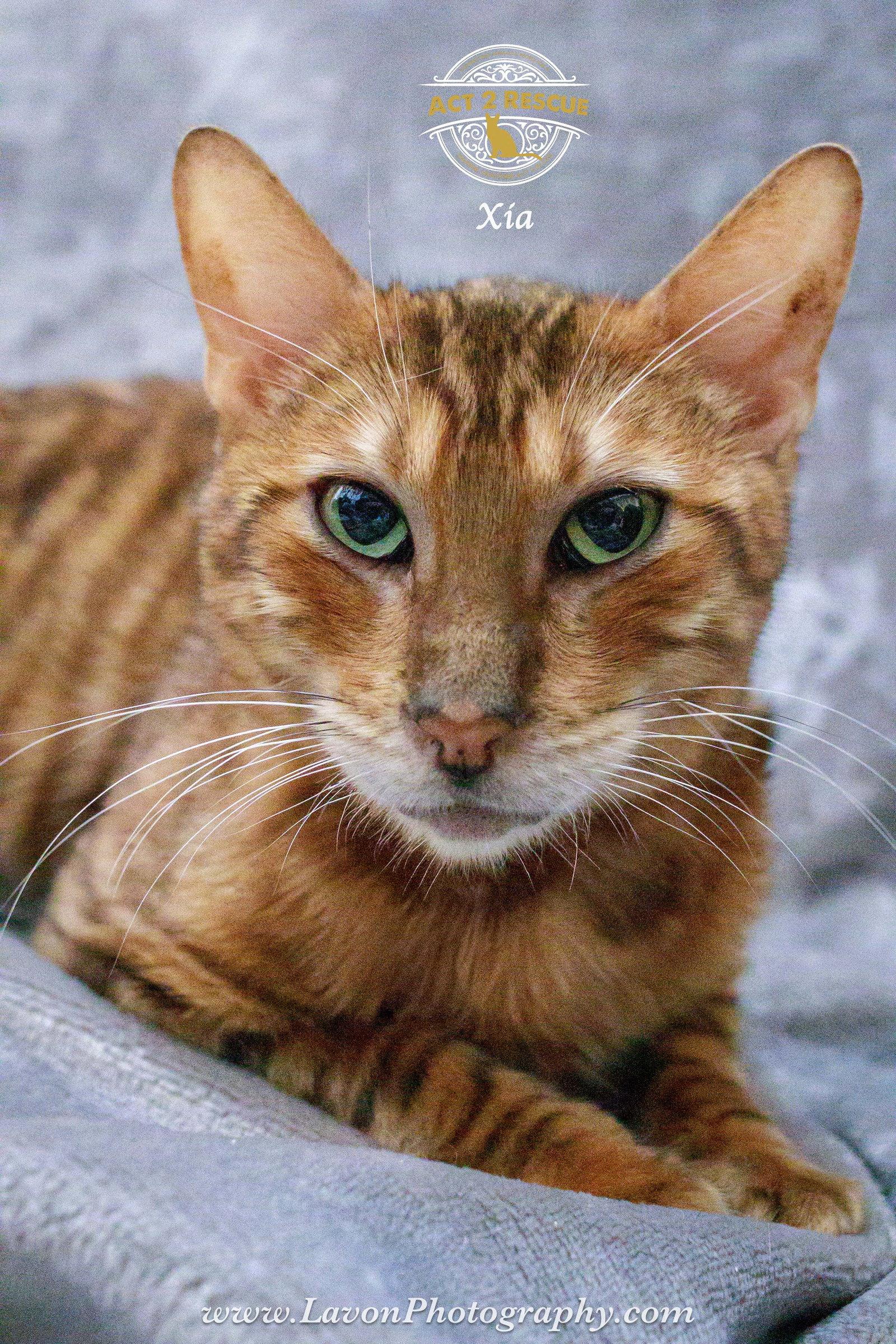 Xia, Adoptable, Adult Female Bengal & Tiger.