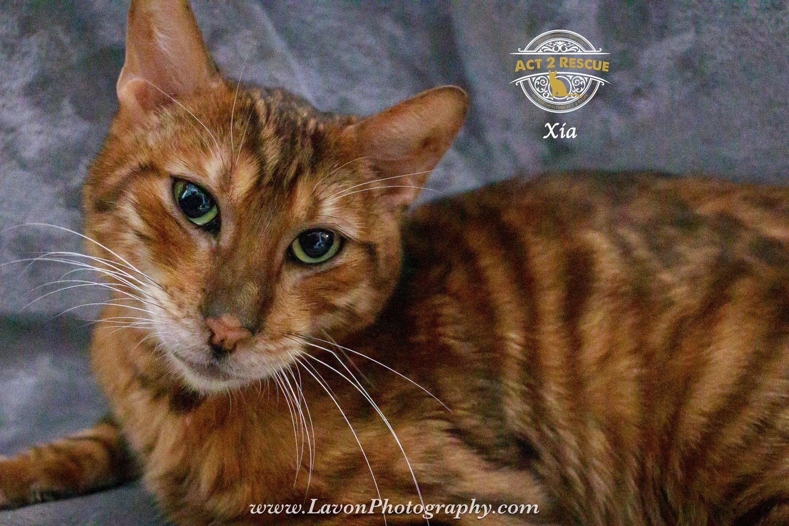 Xia, a Adoptable mixed breed in Riverside, CA image 2/3