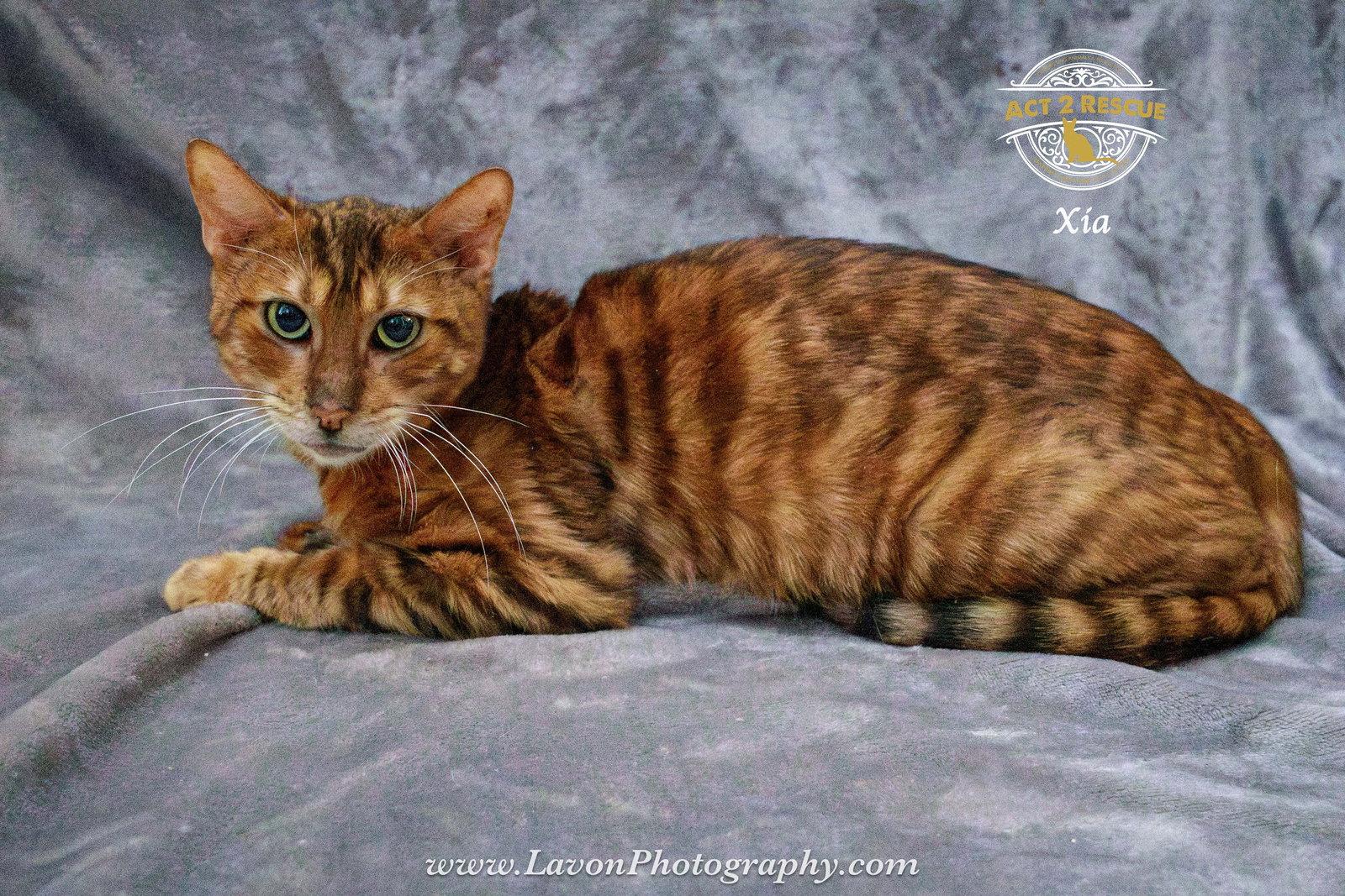 Xia, a Adoptable mixed breed in Riverside, CA image 3/3