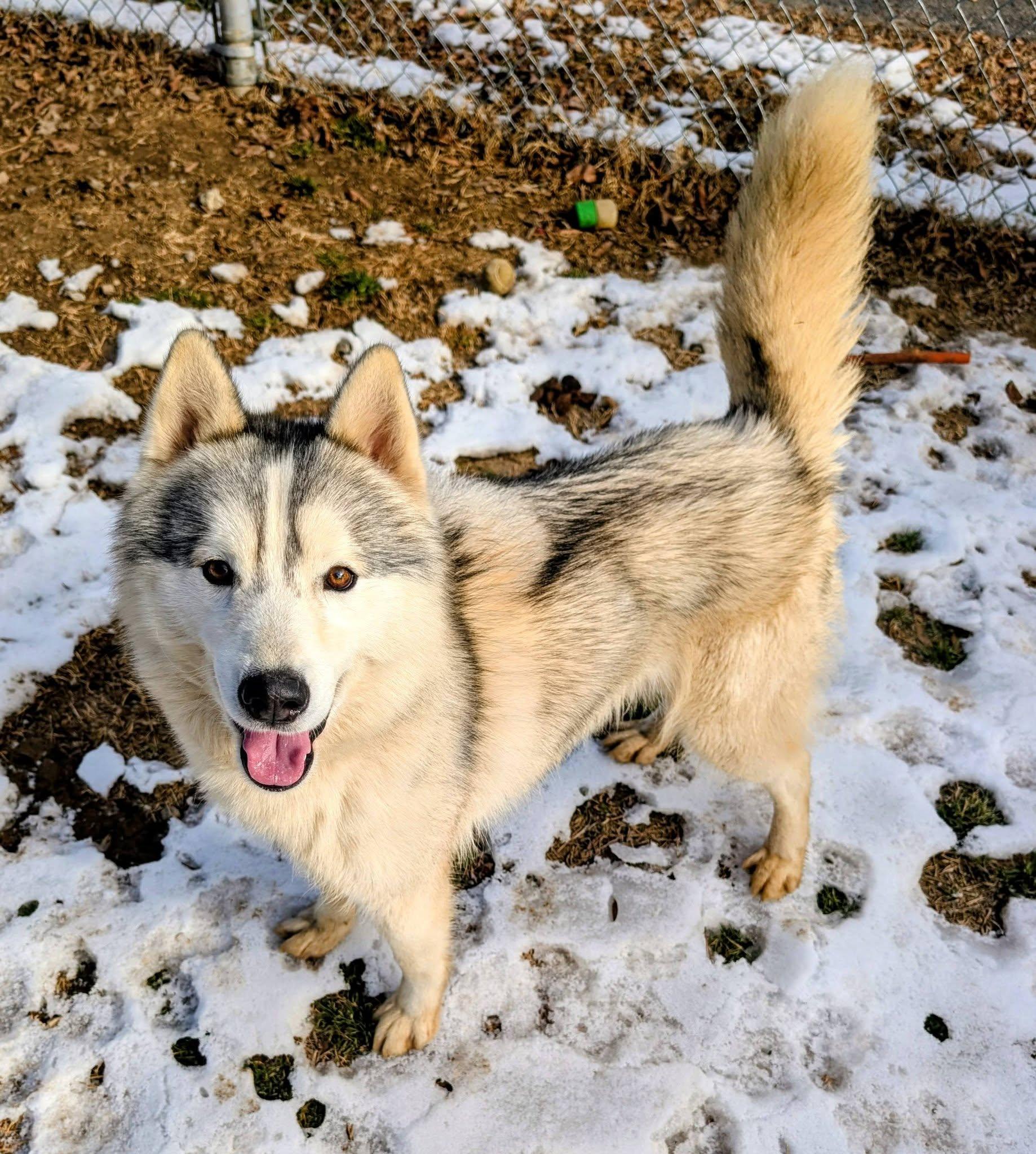 Enlarge Washington, an adopted Husky in Colonial Heights, VA image 1/6
