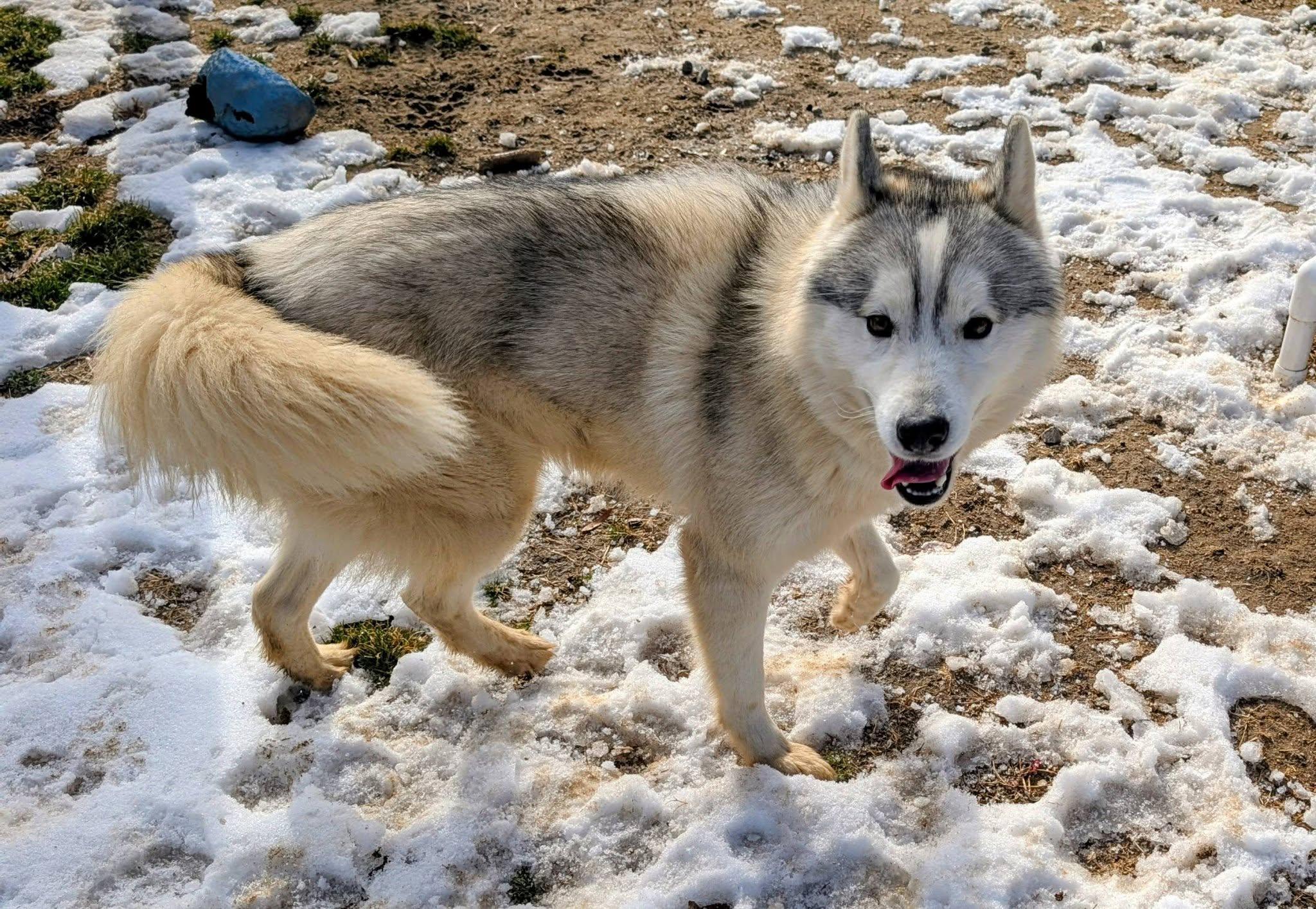 Enlarge Washington, an adopted Husky in Colonial Heights, VA image 6/6