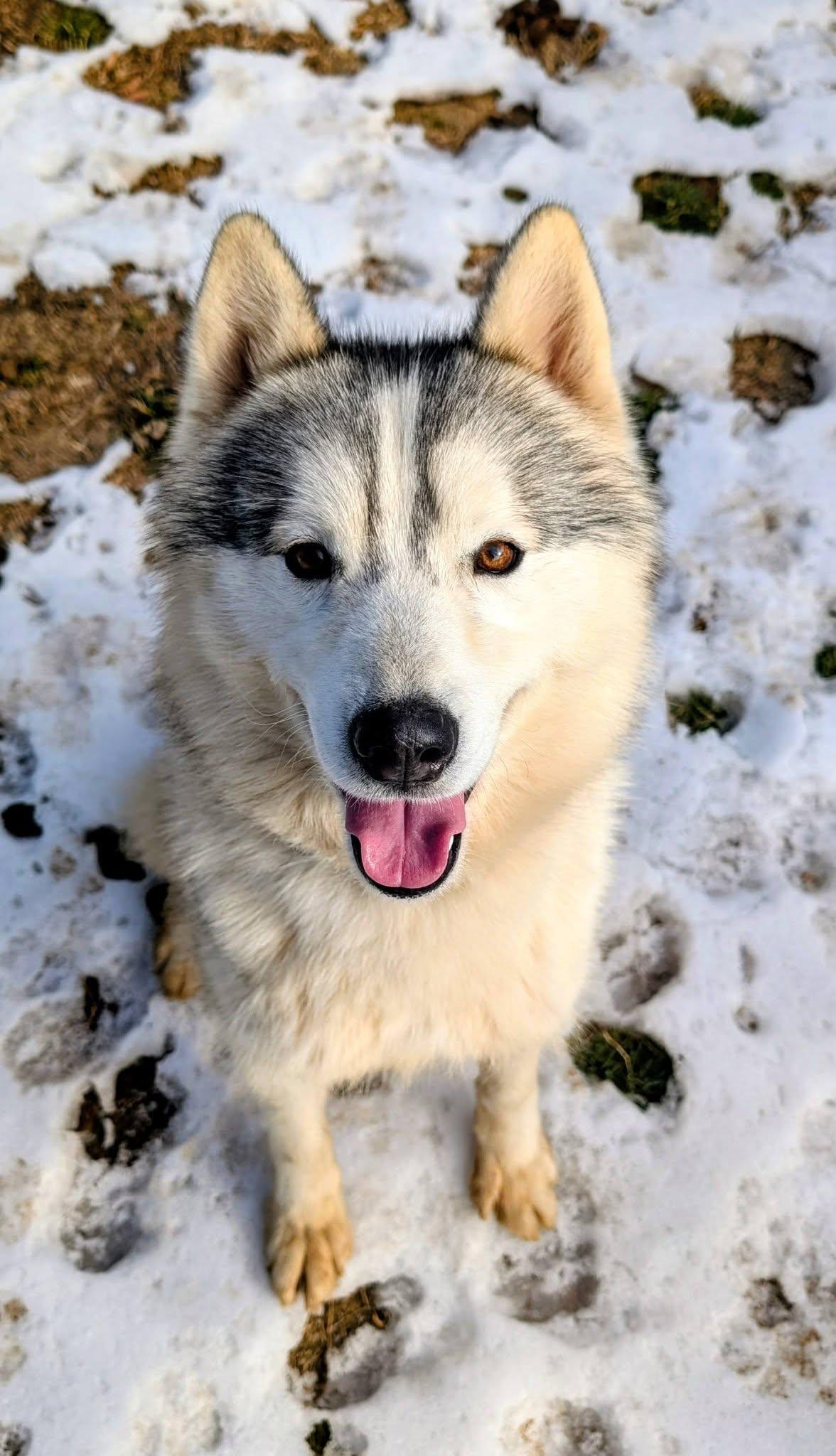Enlarge Washington, an adopted Husky in Colonial Heights, VA image 3/6