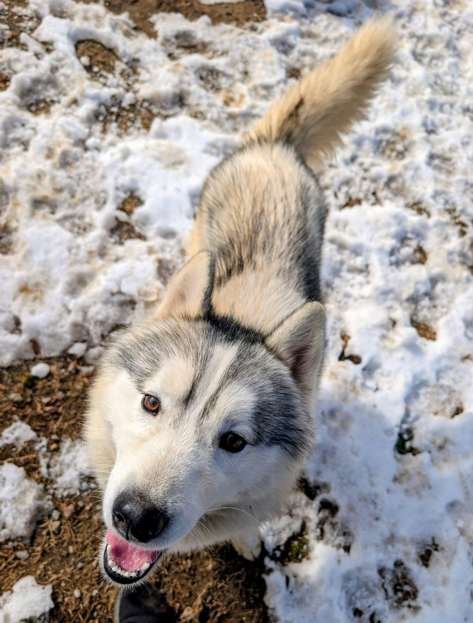 Enlarge Washington, an adopted Husky in Colonial Heights, VA image 5/6