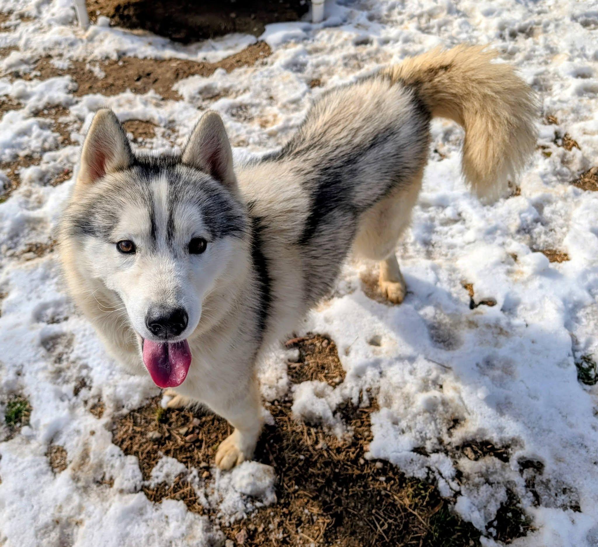 Enlarge Washington, an adopted Husky in Colonial Heights, VA image 2/6