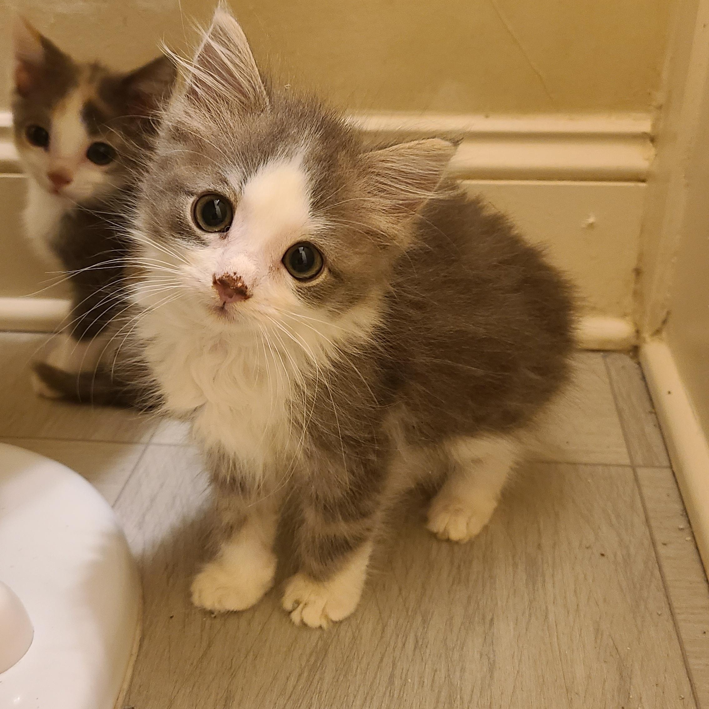 Peep-Bo - Winterville, GA, adopted, Kitten Female Domestic Long Hair.