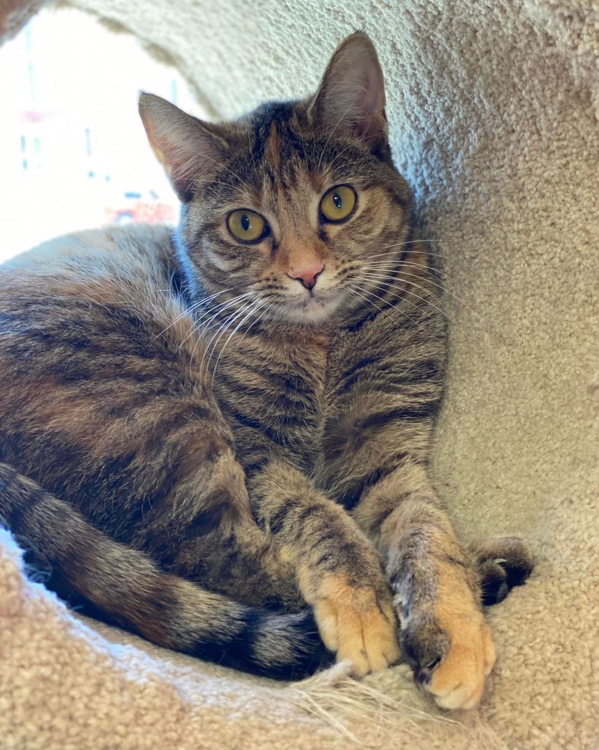 Enlarge Bridget, a Adoptable mixed breed in Monticello, IL image 2/2