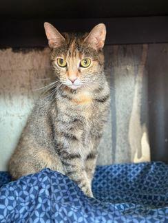 Enlarge Bridget, a Adoptable mixed breed in Monticello, IL image 1/2