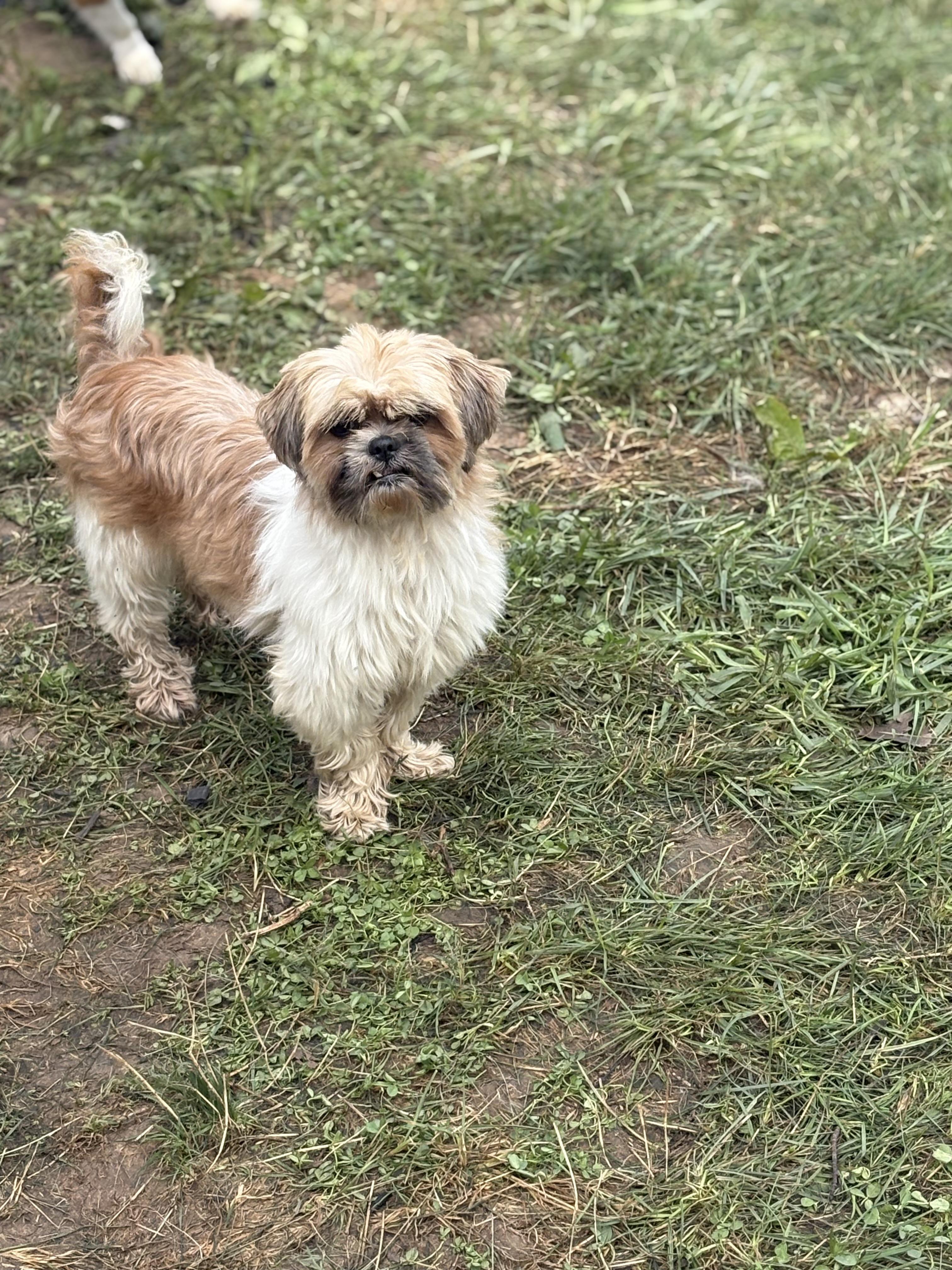 Enlarge Martini, a Adopted Shih Tzu in Peebles, OH image 6/6