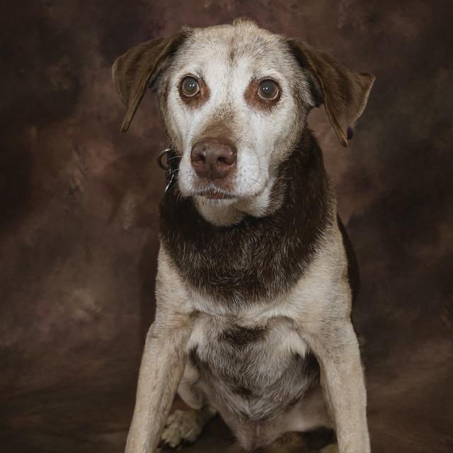 Enlarge Kendall- Sponsored Adoption Fee!, a Adoptable Mixed Breed in Cincinnati, OH image 1/6