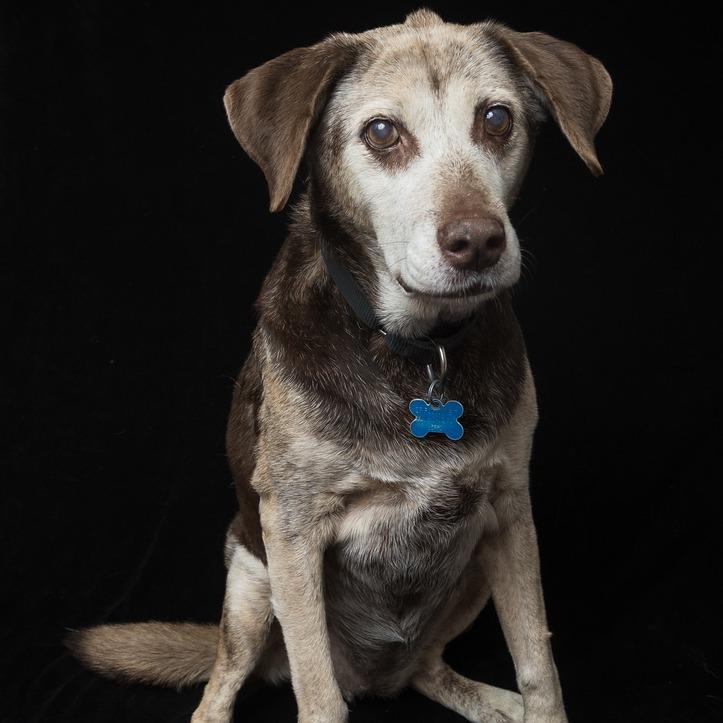 Enlarge Kendall- Sponsored Adoption Fee!, a Adoptable Mixed Breed in Cincinnati, OH image 2/6