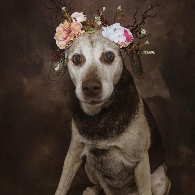 Enlarge Kendall- Sponsored Adoption Fee!, a Adoptable Mixed Breed in Cincinnati, OH image 3/6