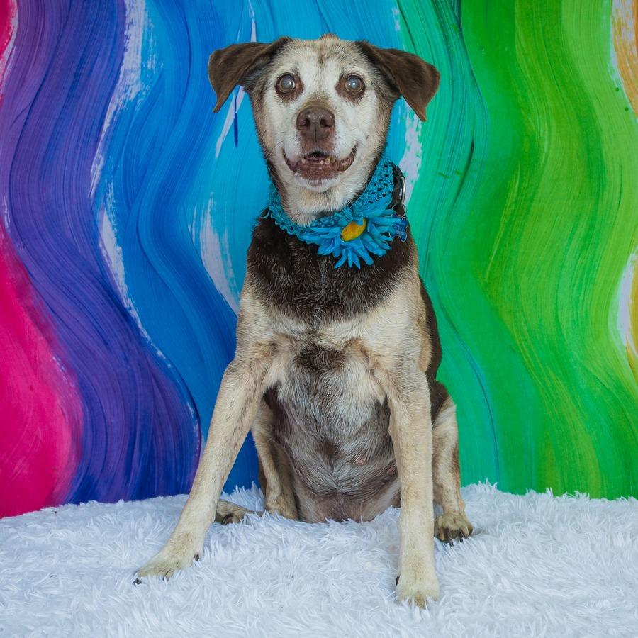 Kendall- $75 Sponsored Adoption Fee!, Adoptable, Senior Female Mixed Breed.