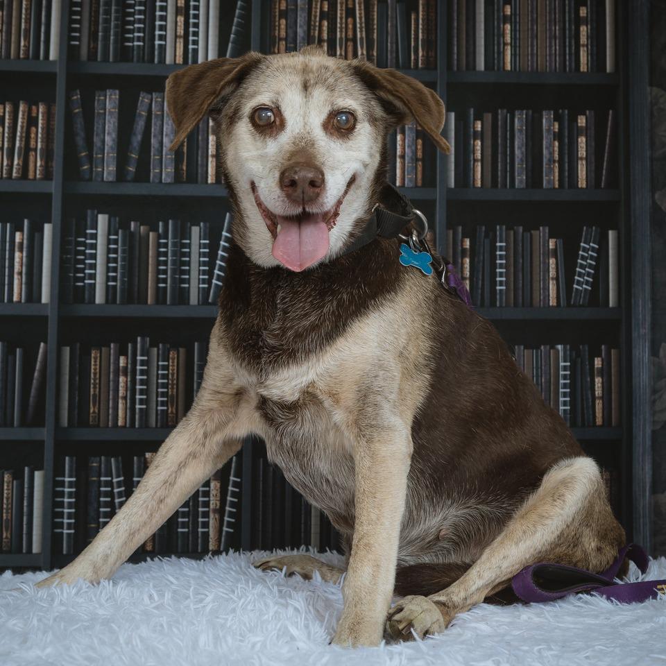 Enlarge Kendall- Sponsored Adoption Fee!, a Adoptable Mixed Breed in Cincinnati, OH image 4/6