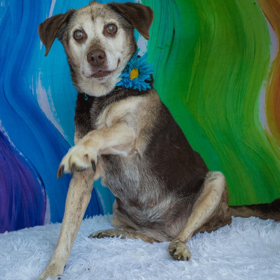 Enlarge Kendall- Sponsored Adoption Fee!, a Adoptable Mixed Breed in Cincinnati, OH image 6/6