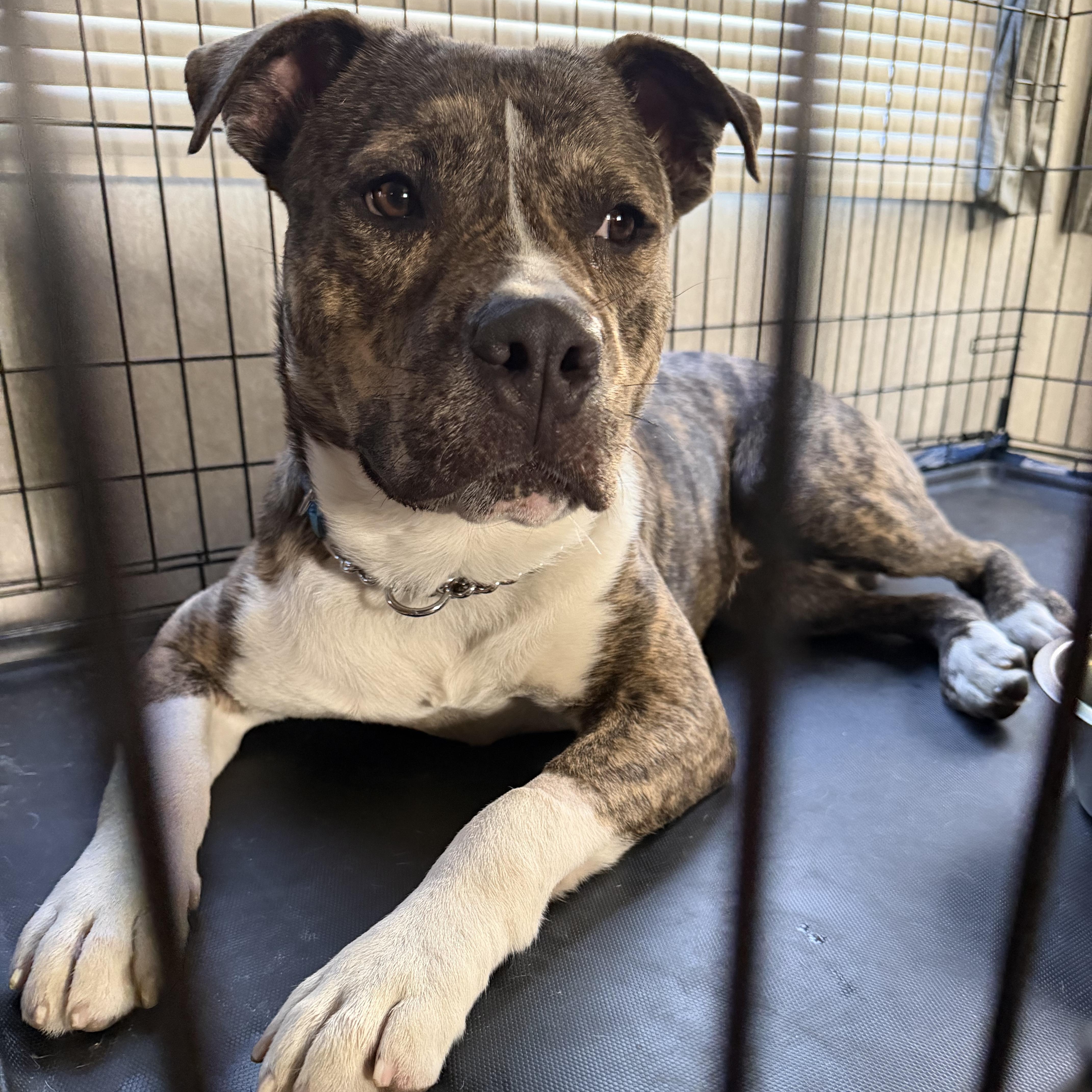 Enlarge Milo, a ADOPTABLE mixed breed in Placentia, CA image 3/4