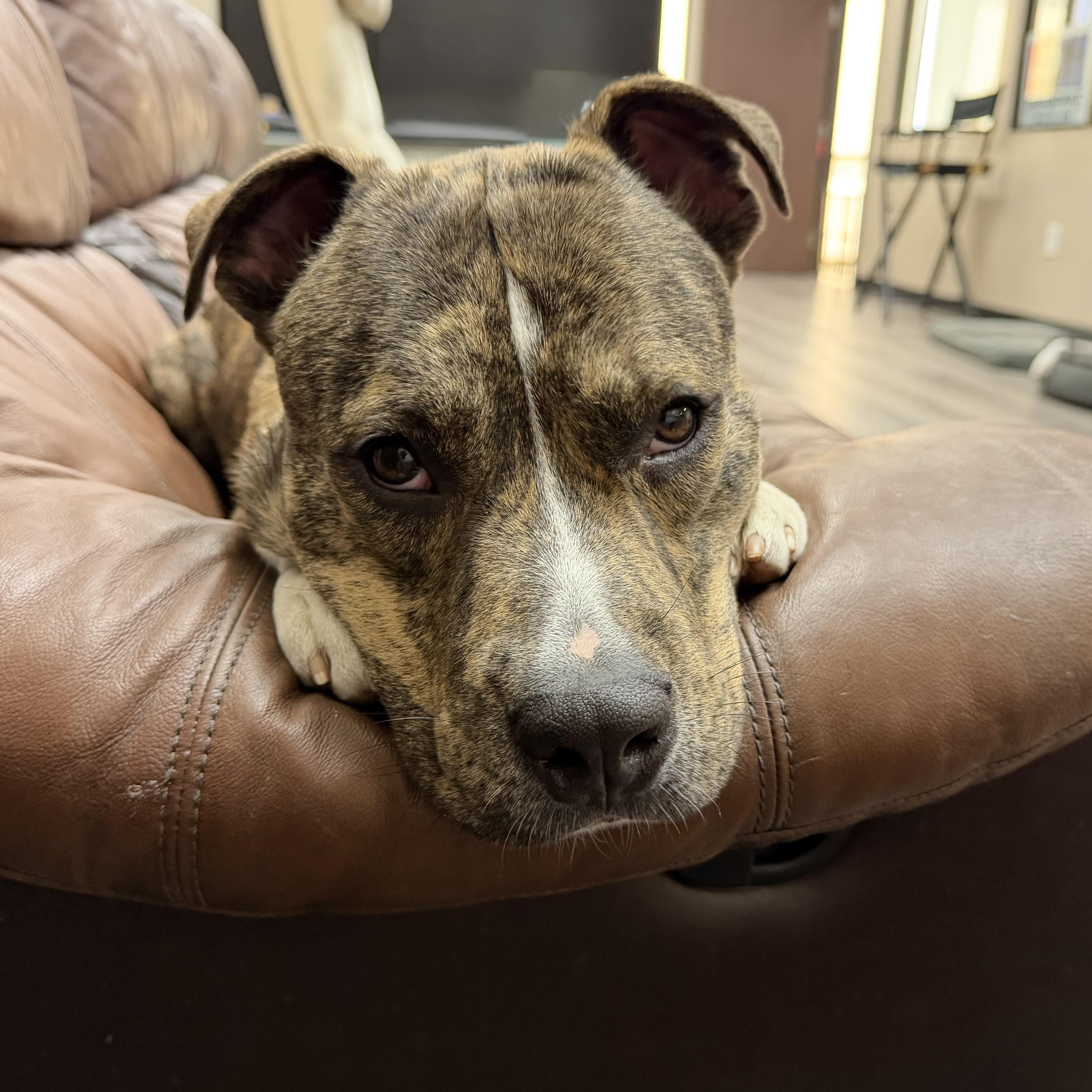 Enlarge Milo, a ADOPTABLE mixed breed in Placentia, CA image 2/4