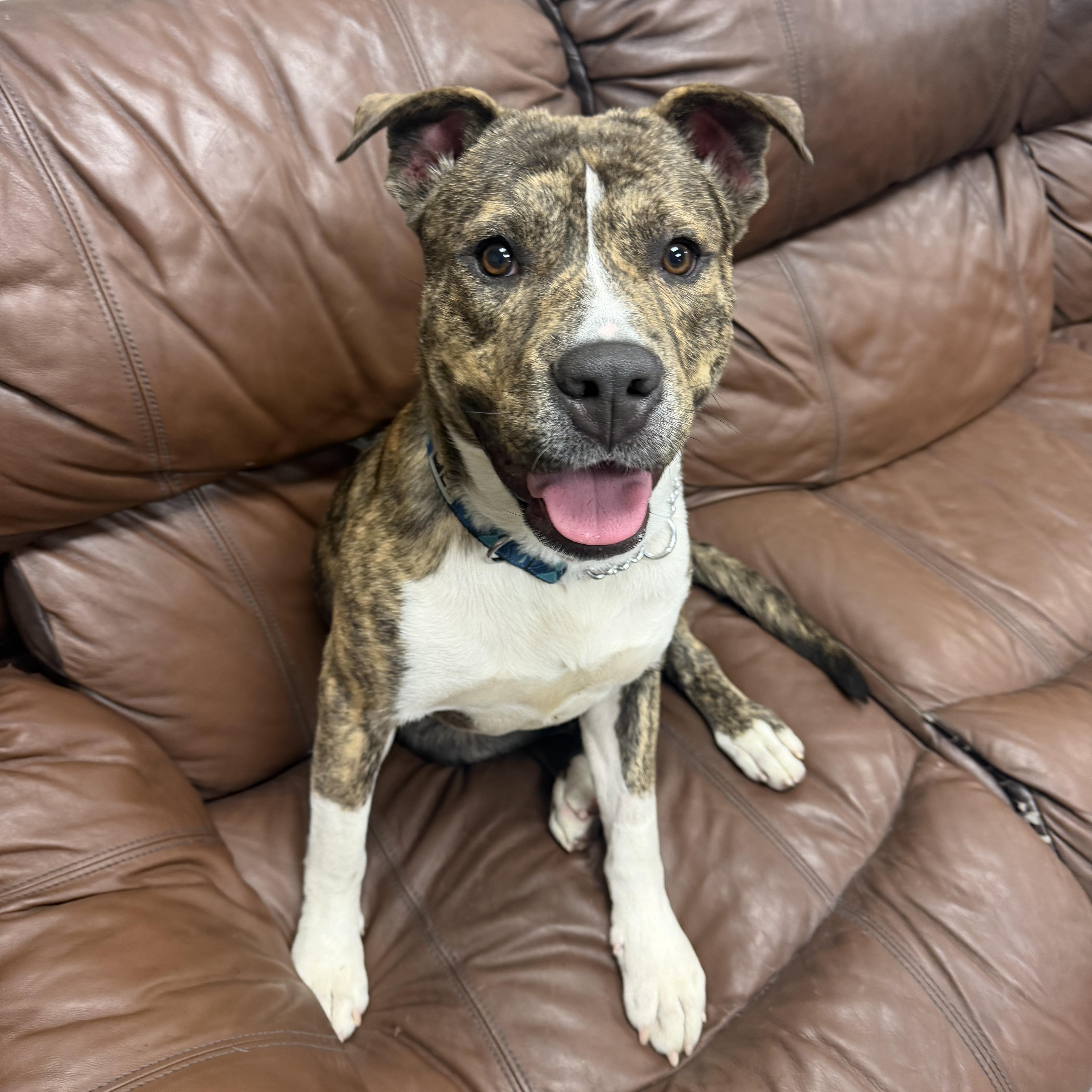 Enlarge Milo, a ADOPTABLE mixed breed in Placentia, CA image 1/4
