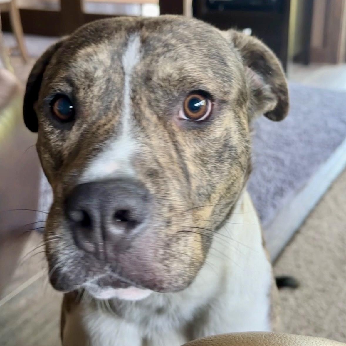 Enlarge Milo, a ADOPTABLE mixed breed in Placentia, CA image 4/4