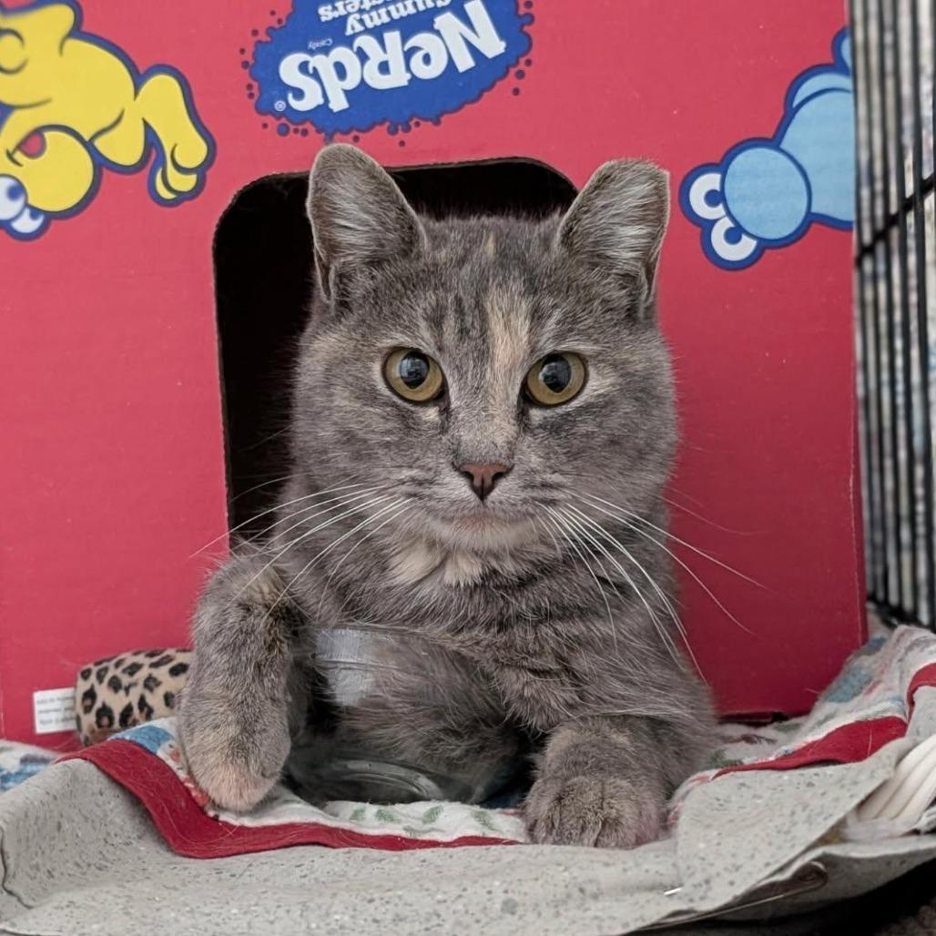 Enlarge Serendipity, a Adoptable Domestic Short Hair in Layton, UT image 1/3