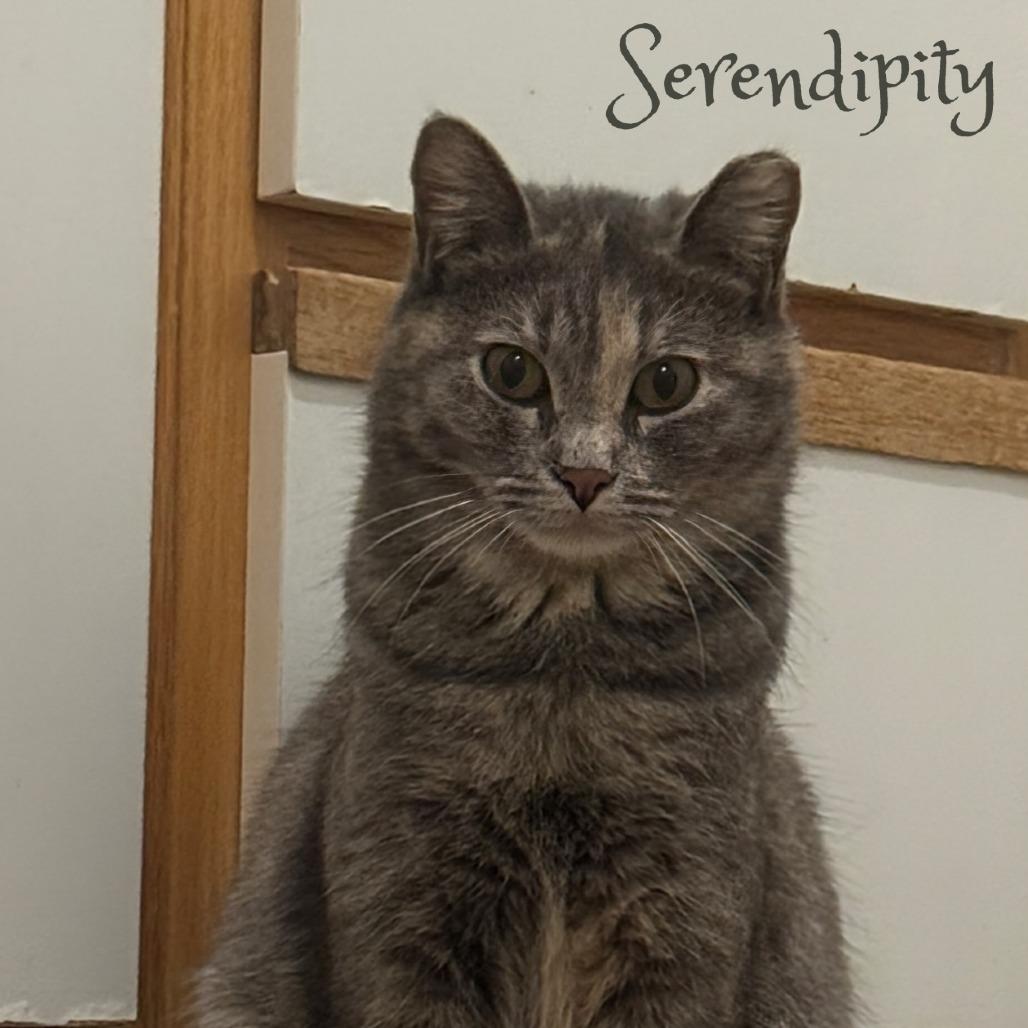 Enlarge Serendipity, a Adoptable Domestic Short Hair in Layton, UT image 3/3