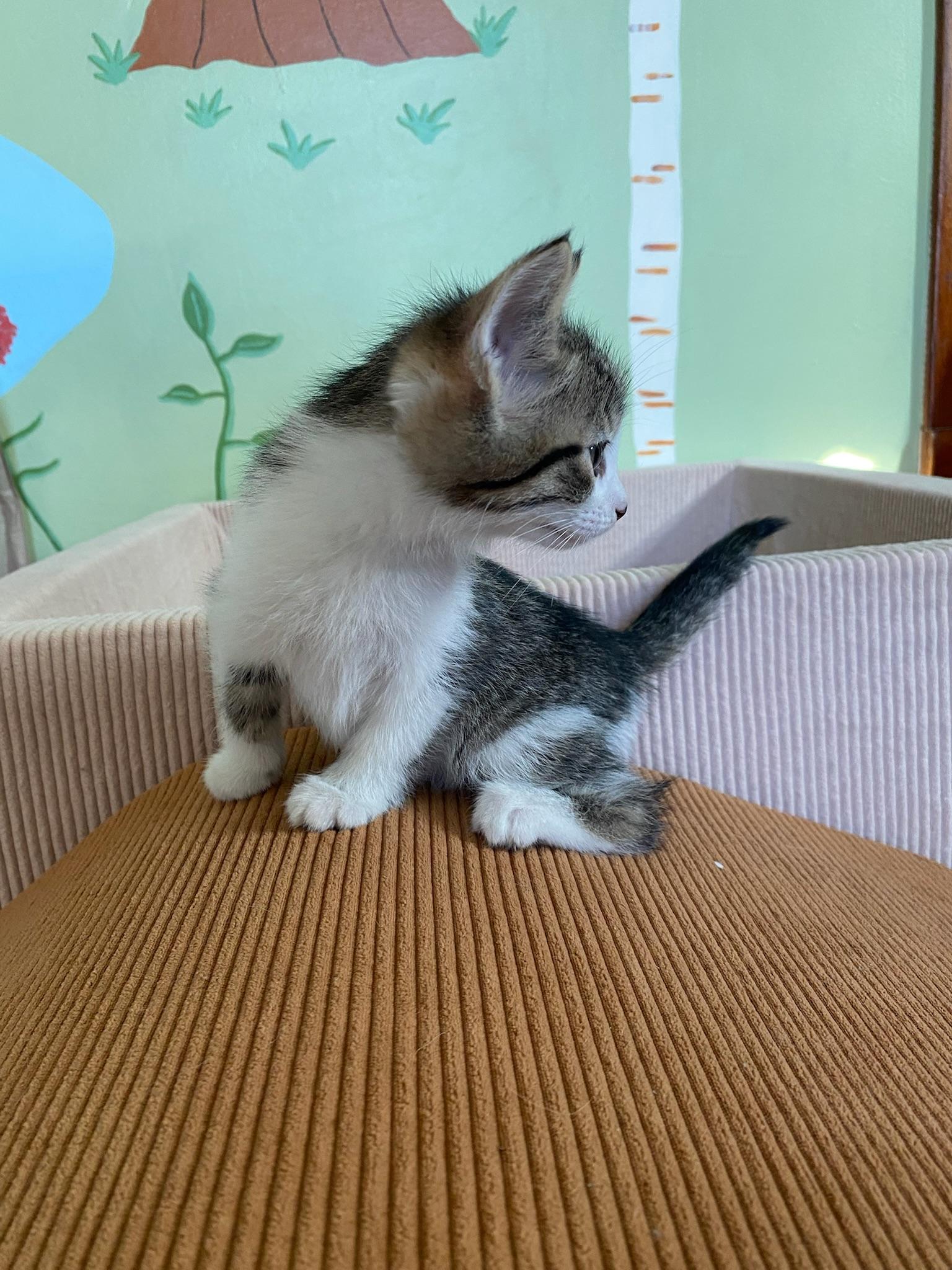 Enchilada, ADOPTABLE, Kitten Male Domestic Short Hair.