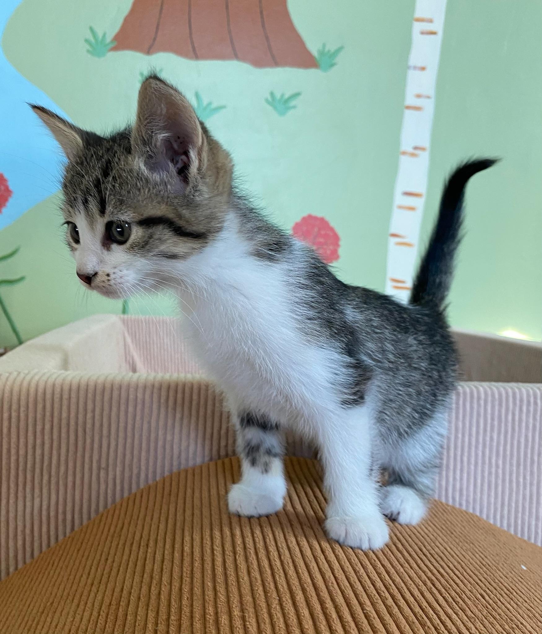 Enlarge Enchilada, a ADOPTABLE Domestic Short Hair in Amboy, IL image 2/3