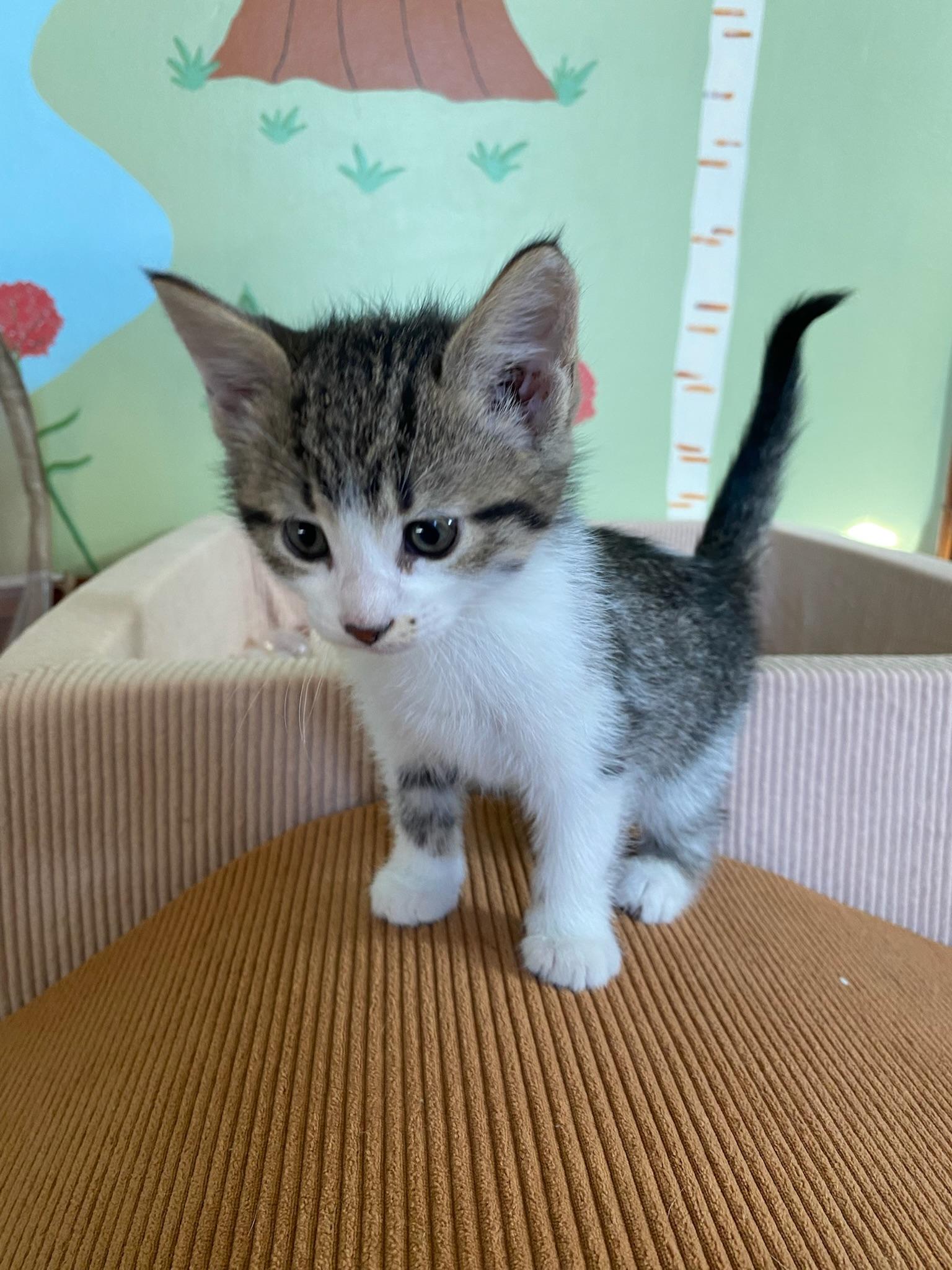 Enlarge Enchilada, a ADOPTABLE Domestic Short Hair in Amboy, IL image 3/3