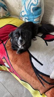 Buddie, a ADOPTABLE mixed breed in Melbourne, FL image 2/5