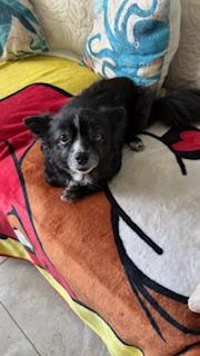 Buddie, a ADOPTABLE mixed breed in Melbourne, FL image 3/5