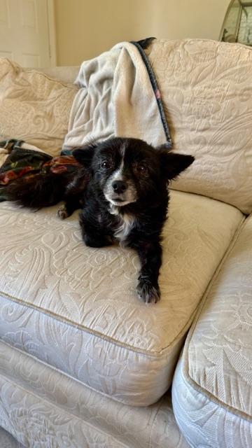 Buddie, a ADOPTABLE mixed breed in Melbourne, FL image 4/5