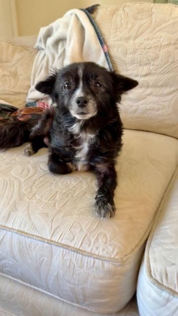 Buddie, a ADOPTABLE mixed breed in Melbourne, FL image 5/5