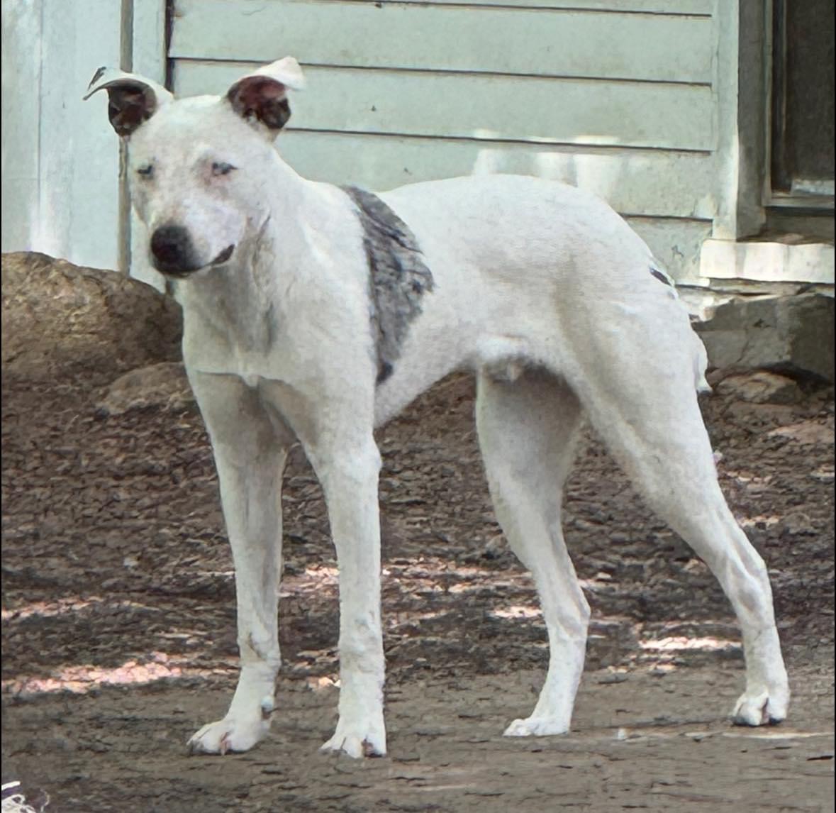 Jake, adoptable, Adult Male Anatolian Shepherd & Australian Cattle Dog / Blue Heeler.
