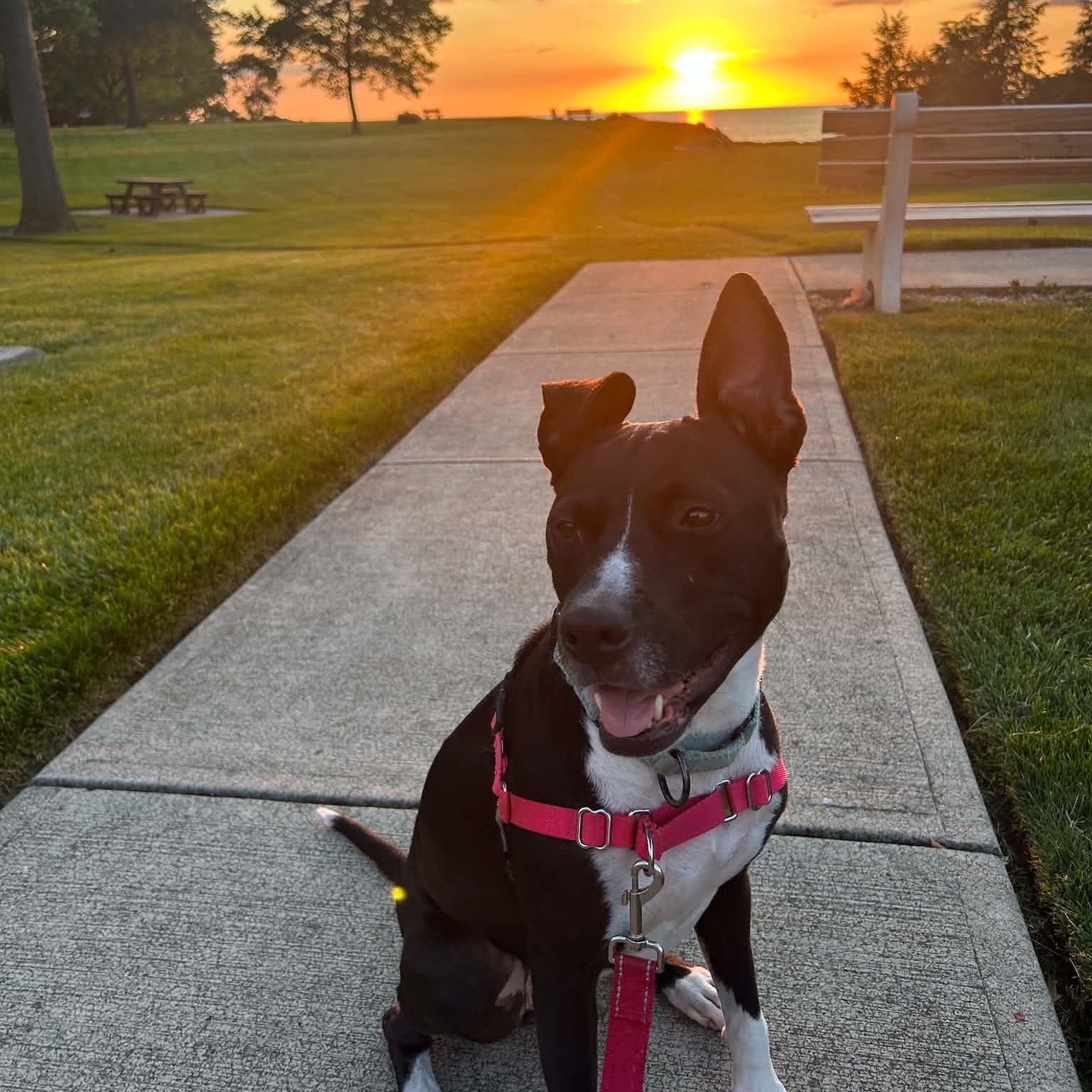 Enlarge Bella Ask to Meet In Foster, an adoptable mixed breed in Elyria, OH image 1/6