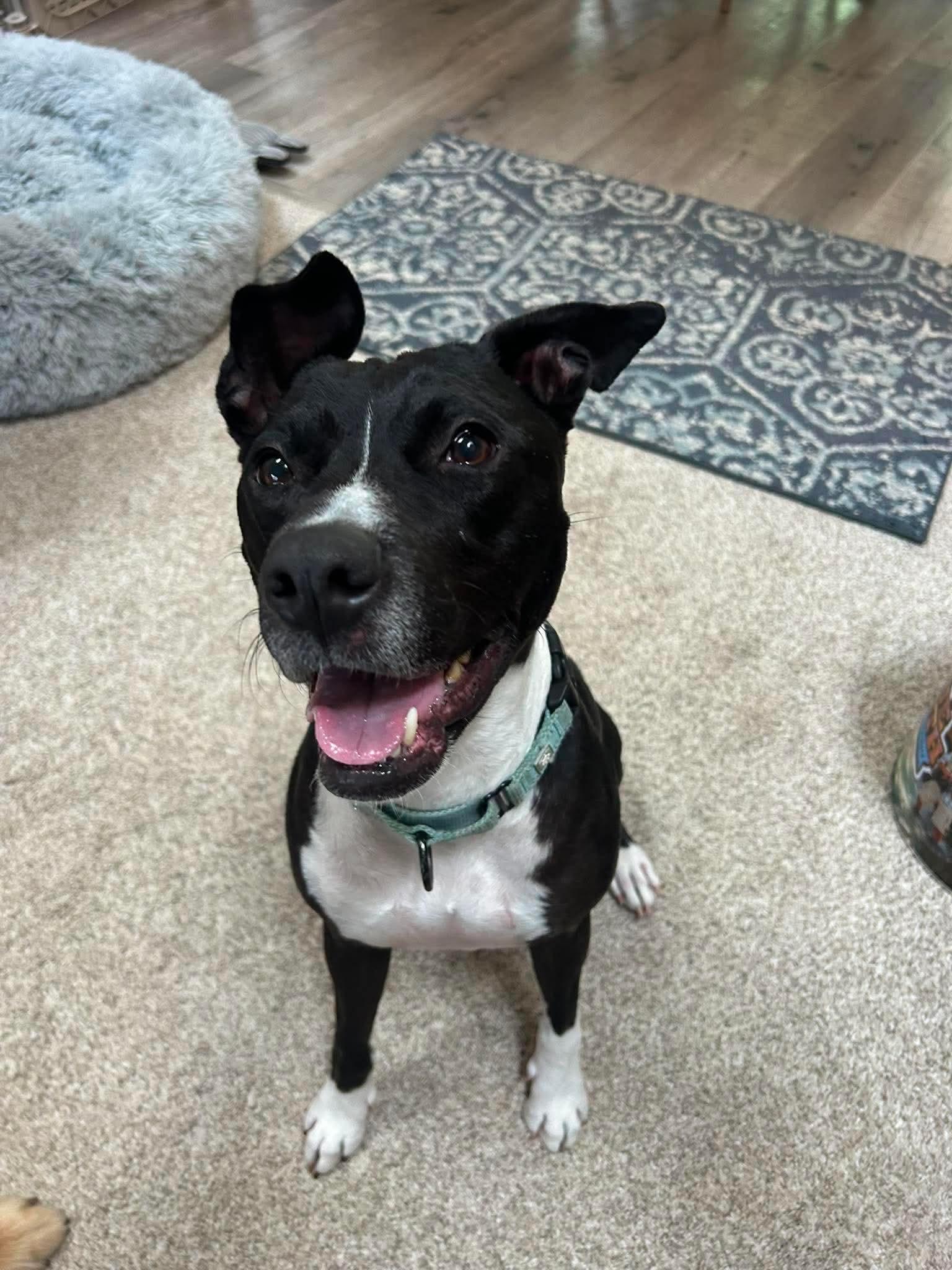 Enlarge Bella Ask to Meet In Foster, an adoptable mixed breed in Elyria, OH image 5/6