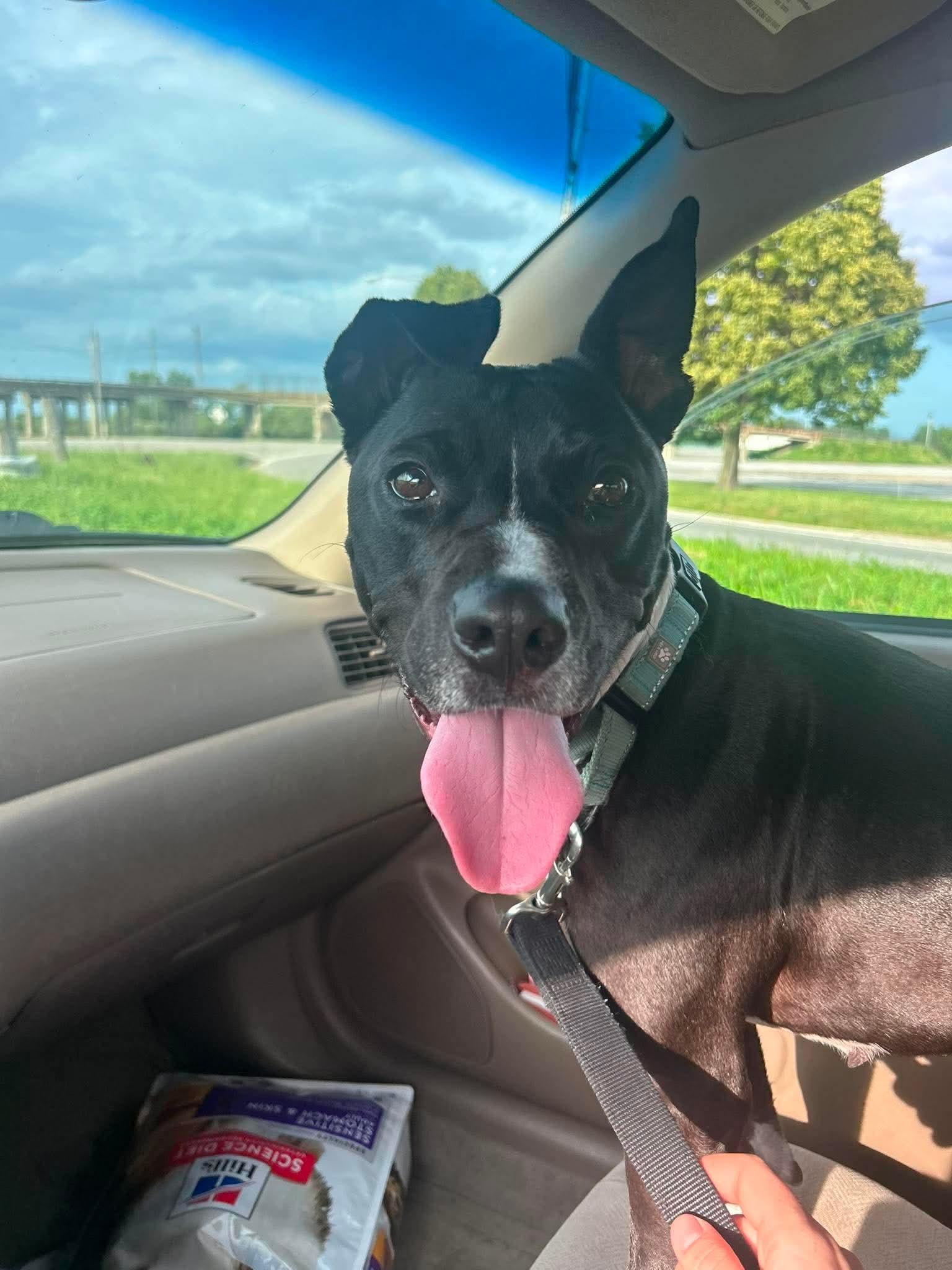 Enlarge Bella Ask to Meet In Foster, an adoptable mixed breed in Elyria, OH image 2/6