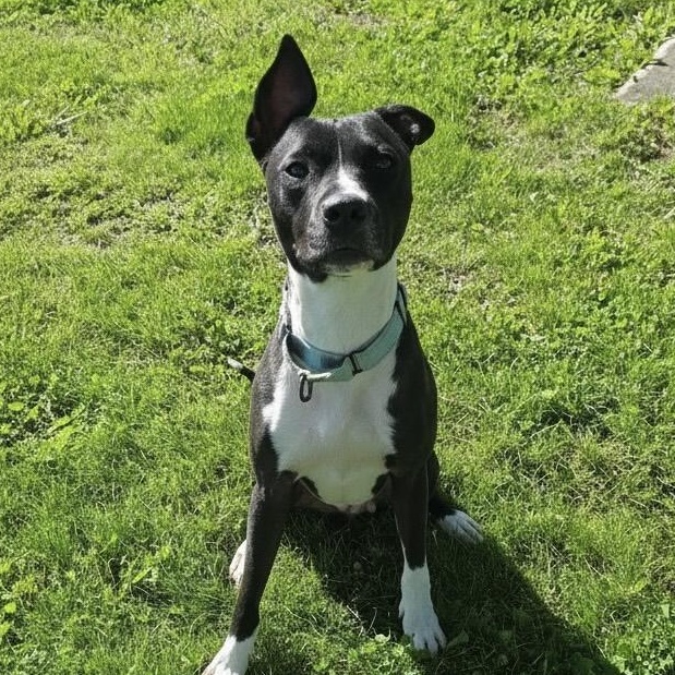 Enlarge Bella Ask to Meet In Foster, an adoptable mixed breed in Elyria, OH image 4/6