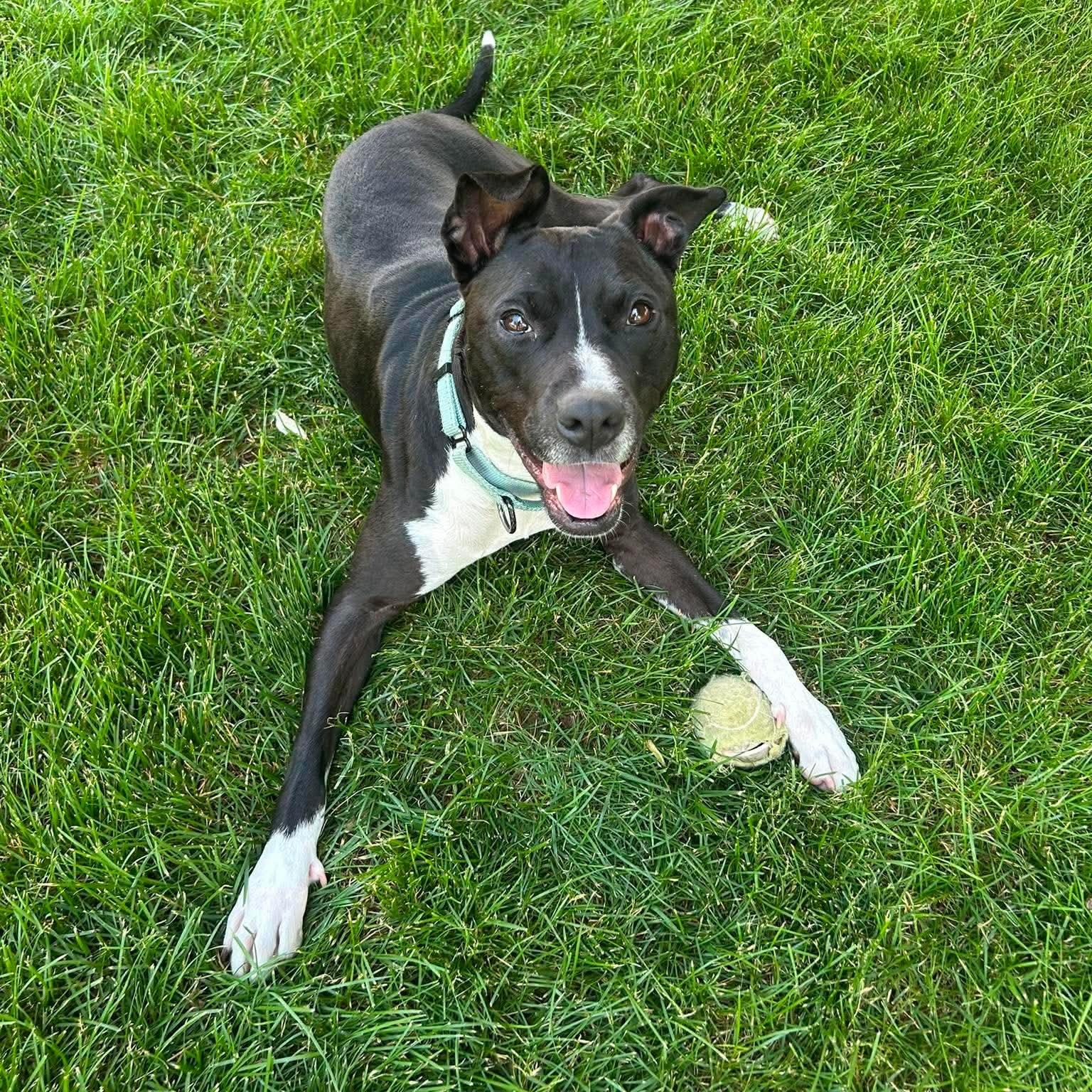 Bella Ask to Meet In Foster, adoptable, Adult Female Terrier & Pit Bull Terrier.