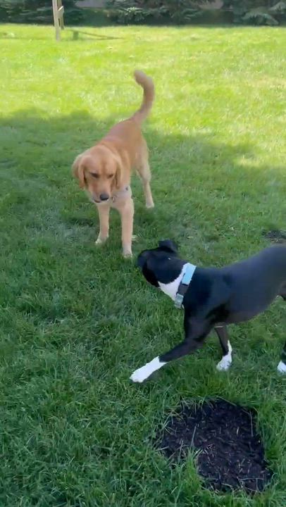 Enlarge Bella Ask to Meet In Foster, an adoptable mixed breed in Elyria, OH video 6/6