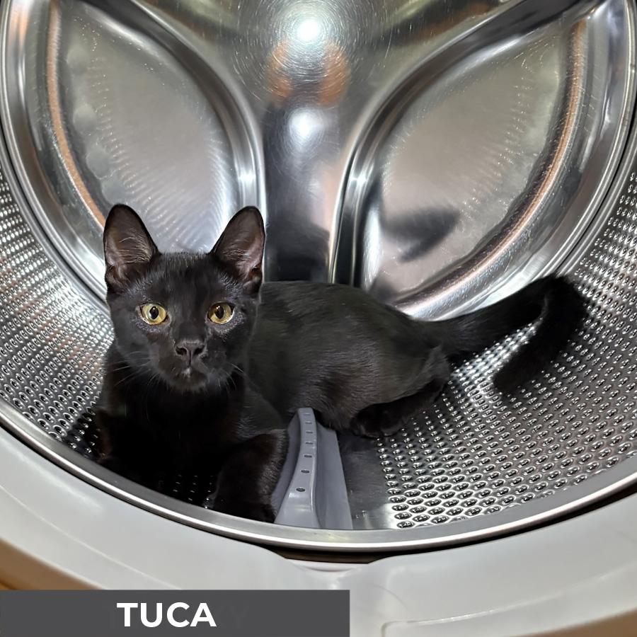 Tuca