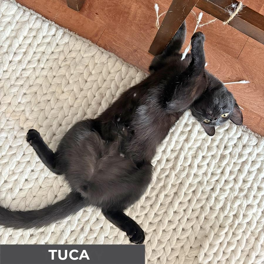 Tuca