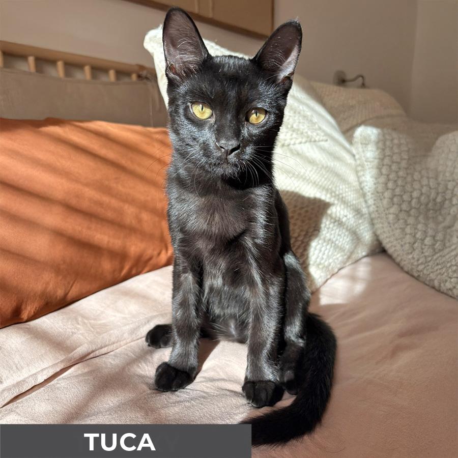 Enlarge Tuca, a Adoptable Domestic Short Hair in Etobicoke, ON image 4/5