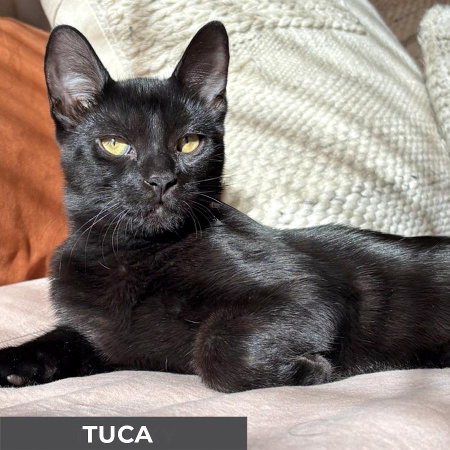 Enlarge Tuca, a Adoptable Domestic Short Hair in Etobicoke, ON image 1/5