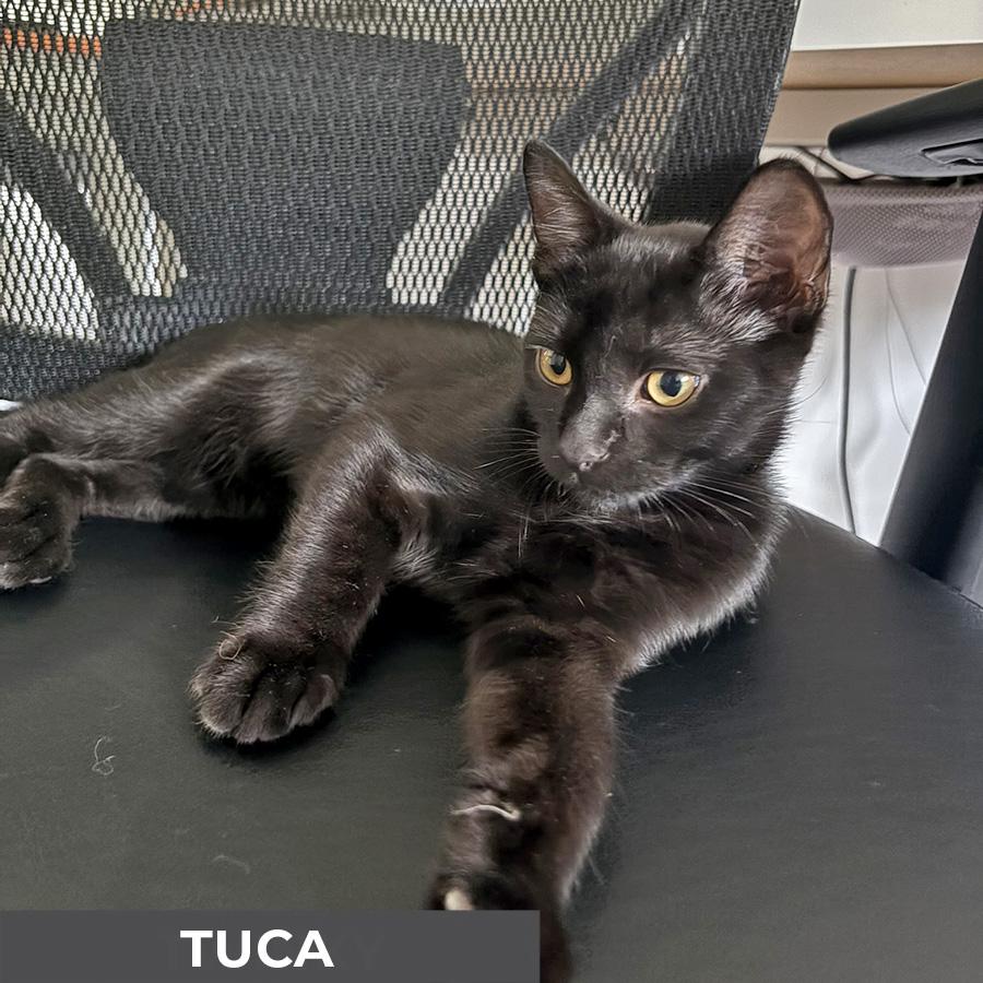 Enlarge Tuca, a Adoptable Domestic Short Hair in Etobicoke, ON image 2/5