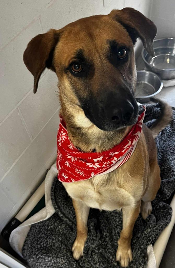 Enlarge Krueger, a Adoptable mixed breed in Sunrise Beach, MO image 1/5