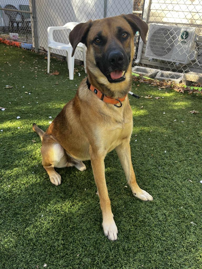 Enlarge Krueger, a Adoptable mixed breed in Sunrise Beach, MO image 2/5